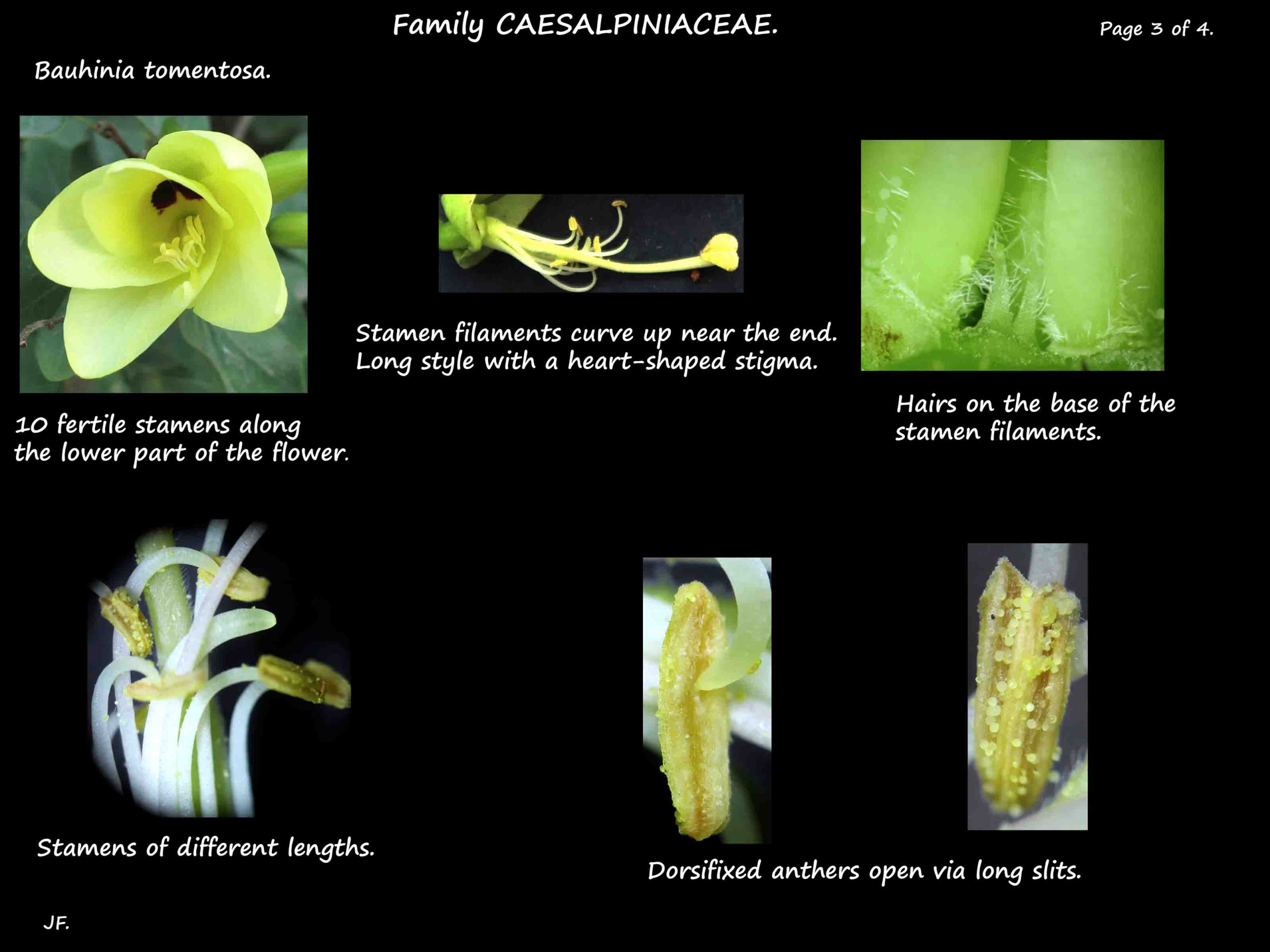 3 Bauhinia tomentosa stamens